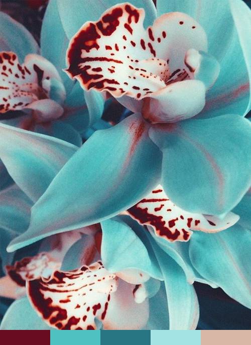 colour palette