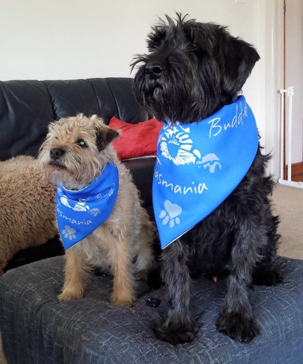 Bridie_Remmie_puppy_animal_love_bandana_dog_canine_pets_groom_schnauzer