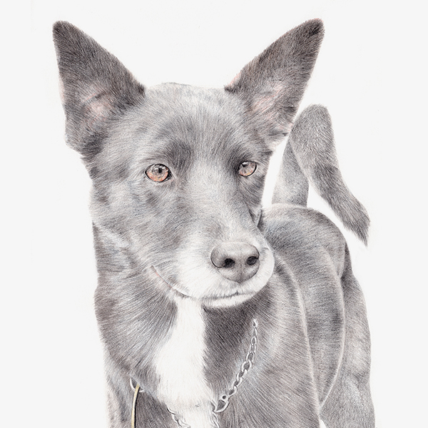 George-the-cattle-dog