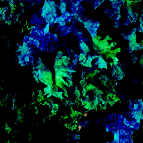 Leafy Outlook - Digital Fabrics